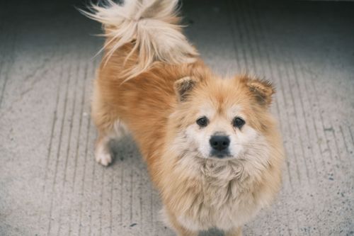 Free A cute fluffy dog staring up from a concrete pavement, showcasing its furry charm. Stock Photo