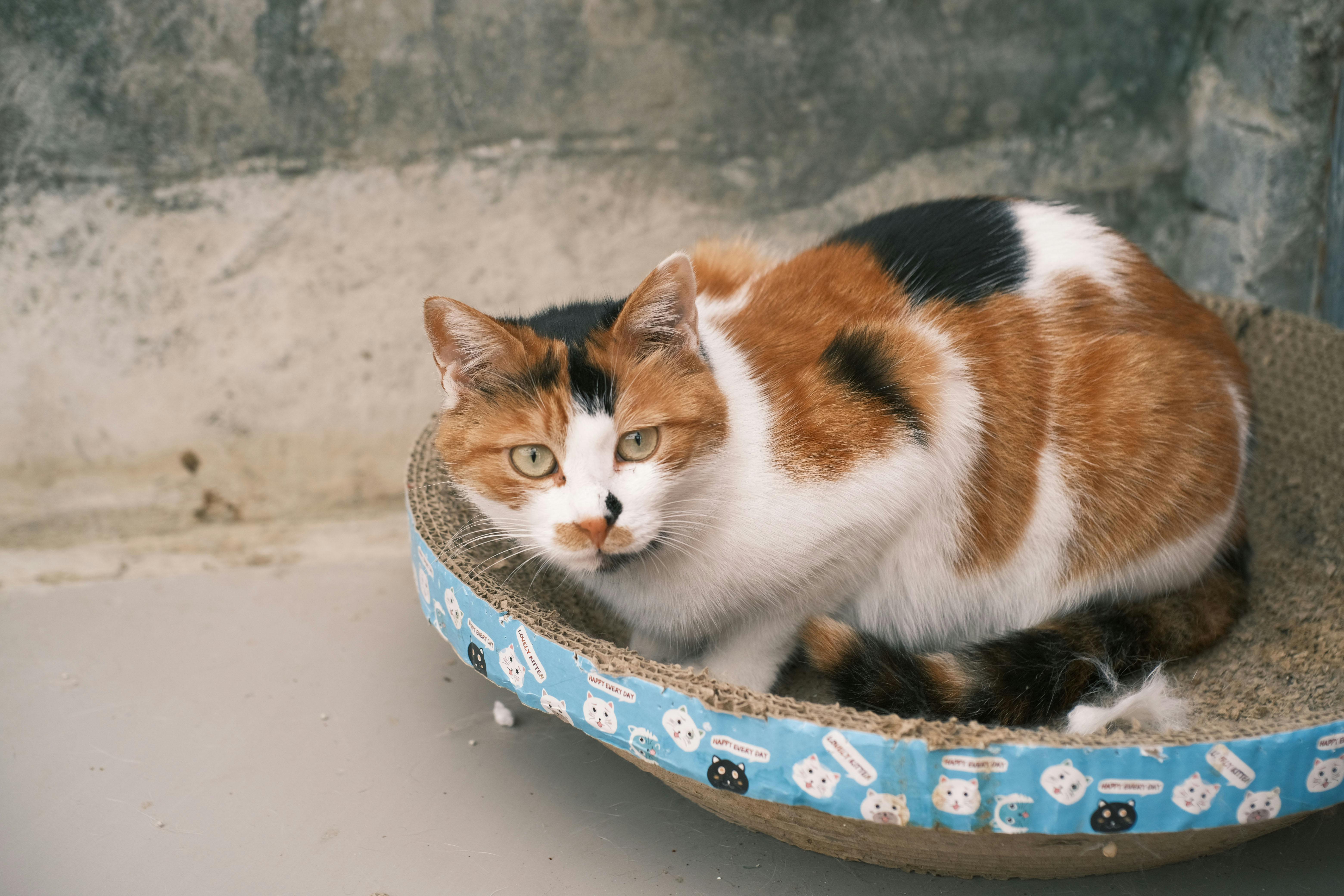 Adorable calico cat resting in a cozy bed indoors, showcasing vibrant fur patterns.