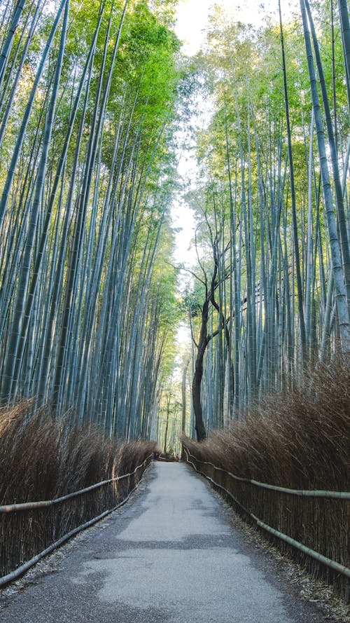 Photos gratuites de chaussée, grands arbres, nature