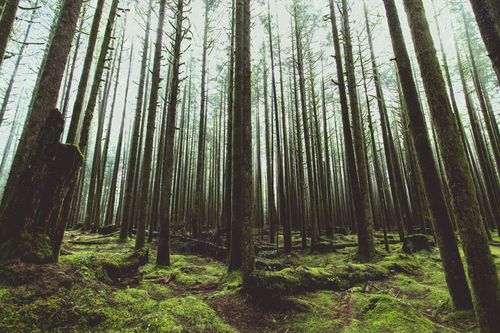 Free Dense forest with moss-covered ground in Maple Ridge, Canada, showcasing towering trees. Stock Photo