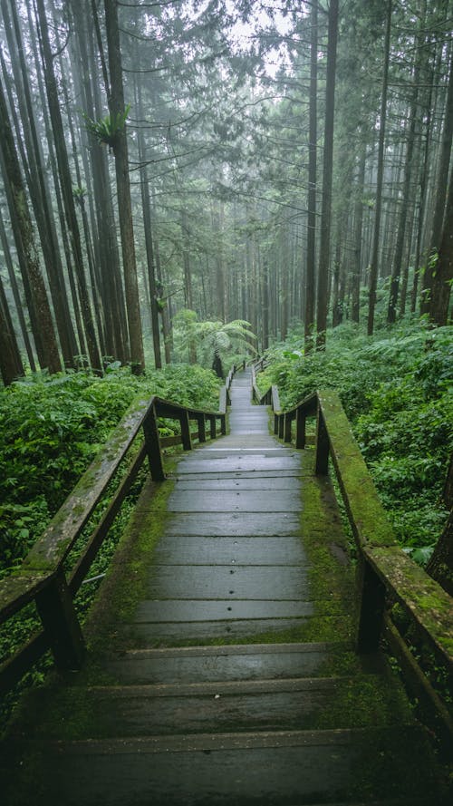 Free A Wooden Trail Between Tall Trees Stock Photo