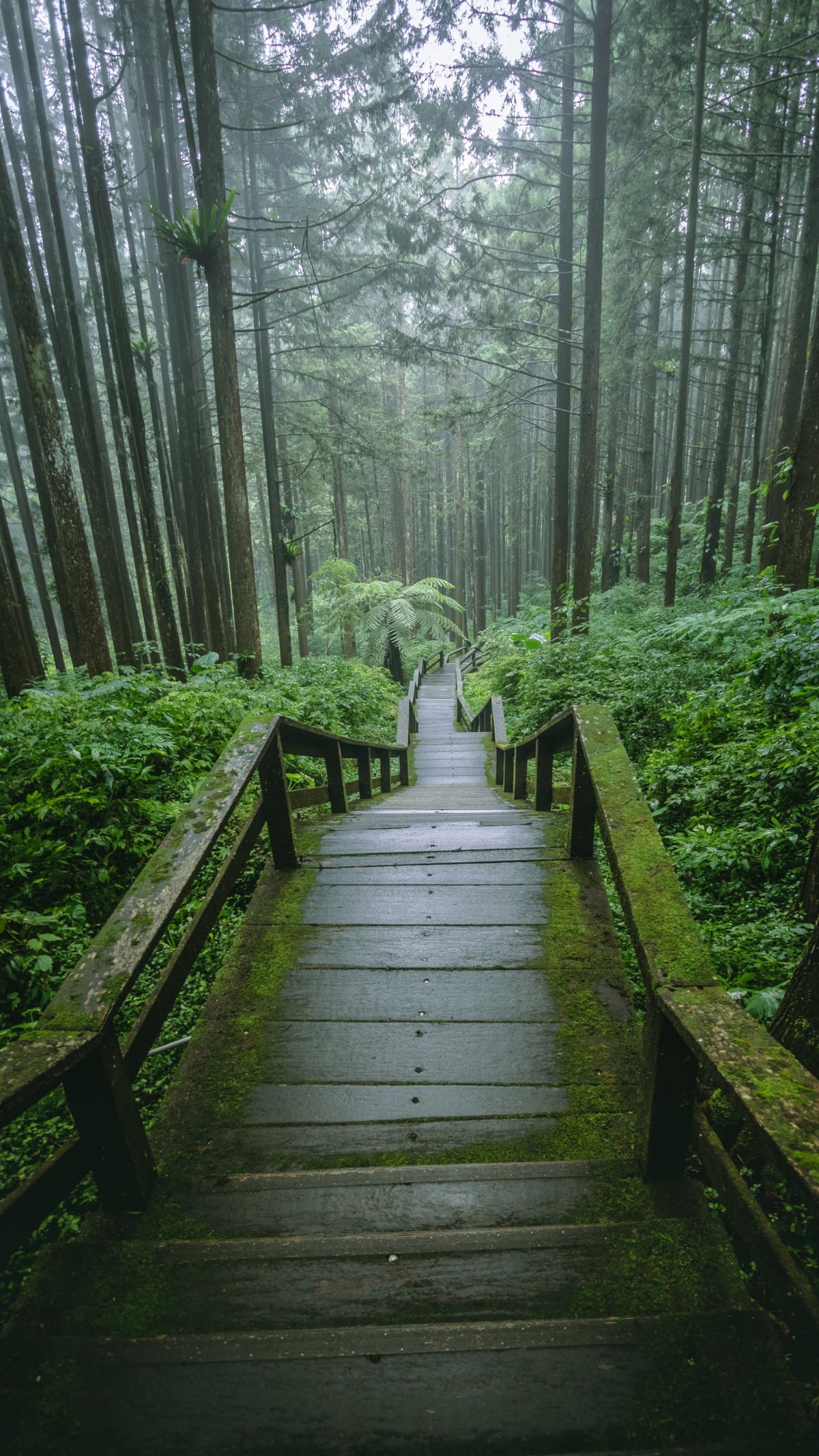 hiker's view of a wet wooden boardwalk through a misty forest in the rain