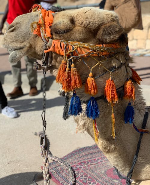 Fotos de stock gratuitas de camello, Desierto, Israel