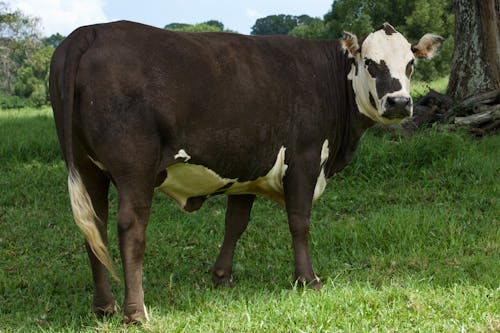 動物, 哺乳動物, 國內 的 免費圖庫相片