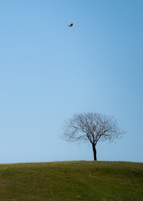 Imagine de stoc gratuită din arbore fără frunze, arbore gol, câmp