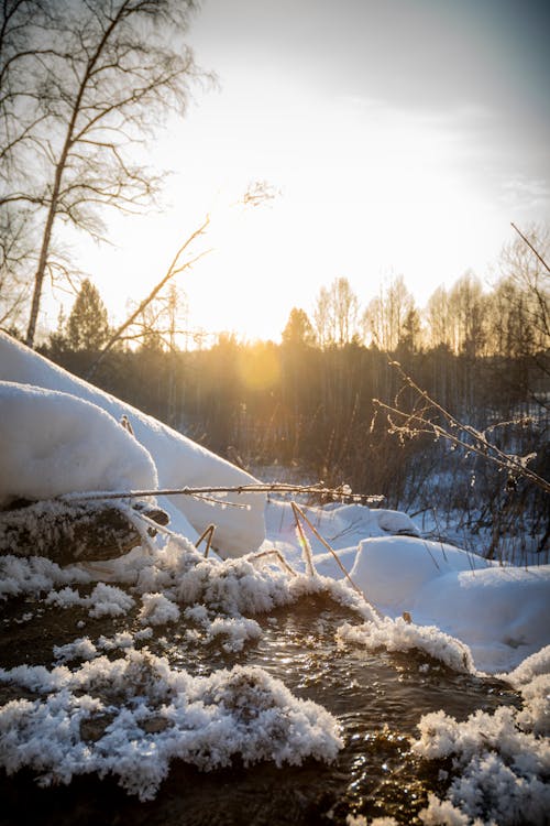 Kostenloses Stock Foto zu bäume, kalt, natur