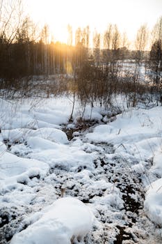 Early morning sun illuminates a snow-covered forest path, highlighting bare trees and melting snow.