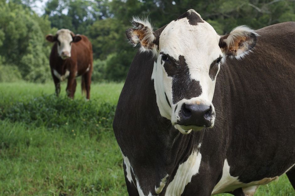 Ringworm in Cattle