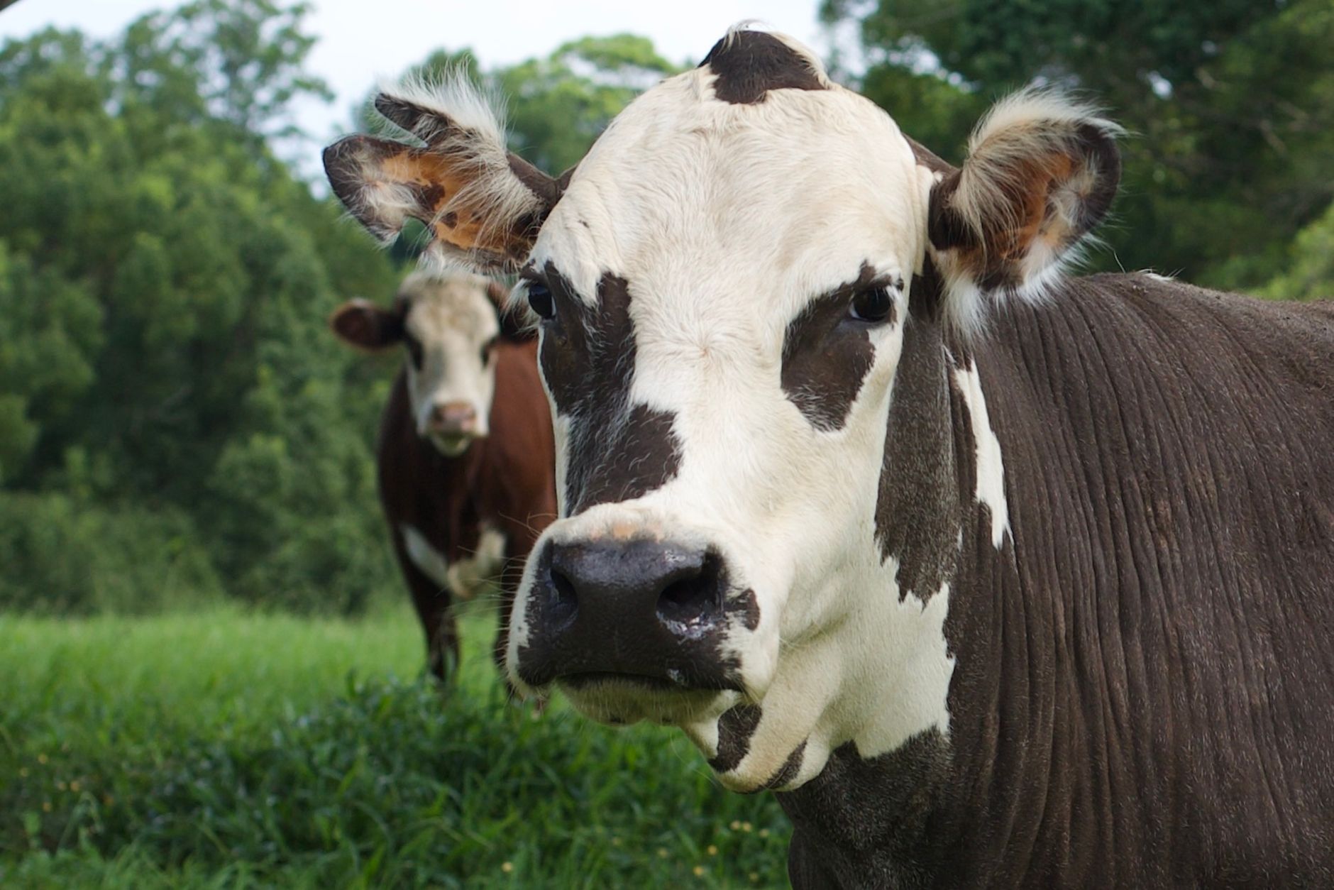 Portrait of a cow at a veterinary clinic