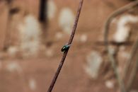 Mosca verde