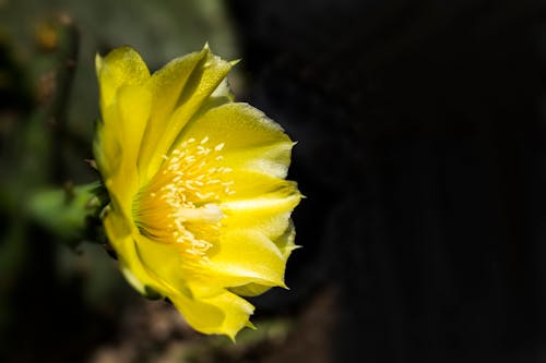 サボテンの花の無料の写真素材