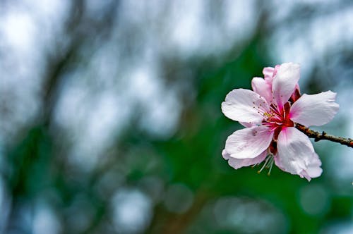 Free Pink Cherry Blossom in Close Up Photography Stock Photo