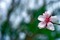 Pink Cherry Blossom in Close Up Photography