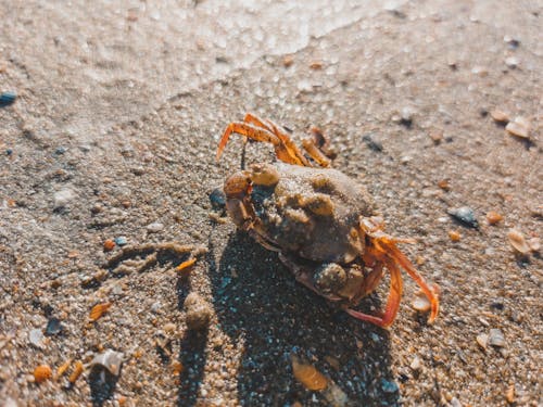 Brown Crab on Gray Sand