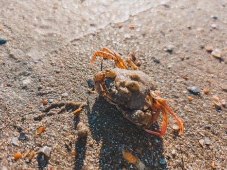 Closeup image of a crab on the sandy beach, highlighting natural textures.