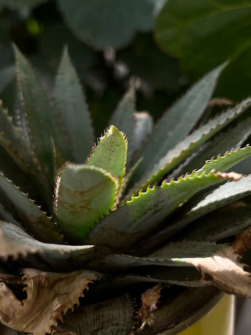 Základová fotografie zdarma na téma agáve, detail, hloubka ostrosti