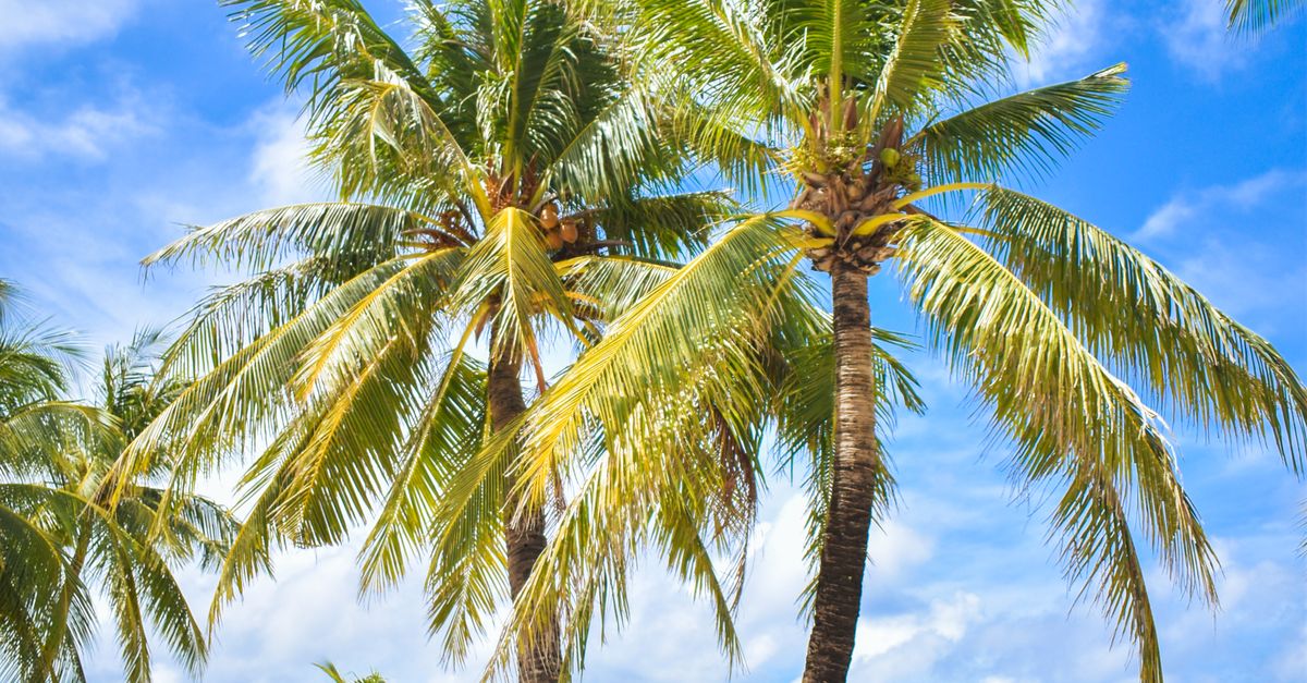 Scenic view of coconut trees and white sand beach in Malay, Philippines under clear skies.