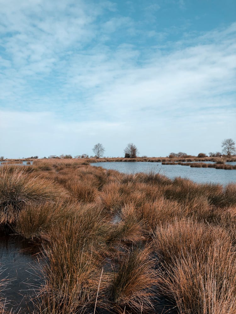 Marsh Reed Swamp Photo