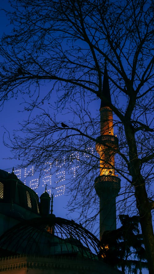 Gratis arkivbilde med lav-vinklet bilde, leafless tree, minaret