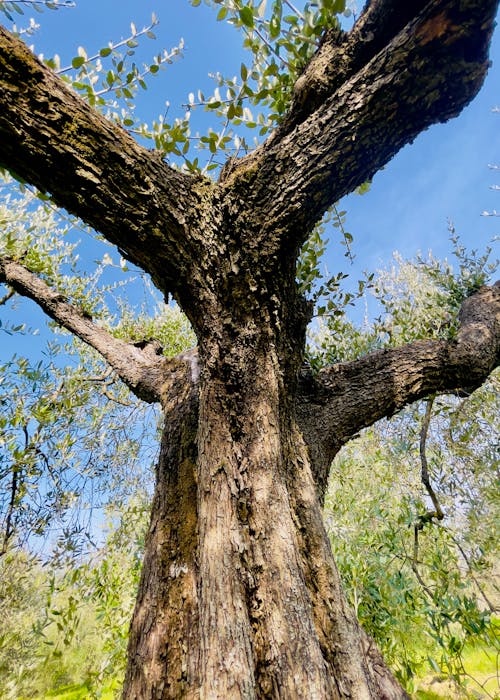 Free yaşlı zeytin ağacı içeren Ücretsiz stok fotoğraf Stock Photo