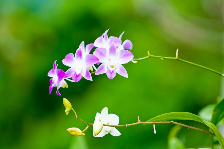 Close Up Photo Of Flowers