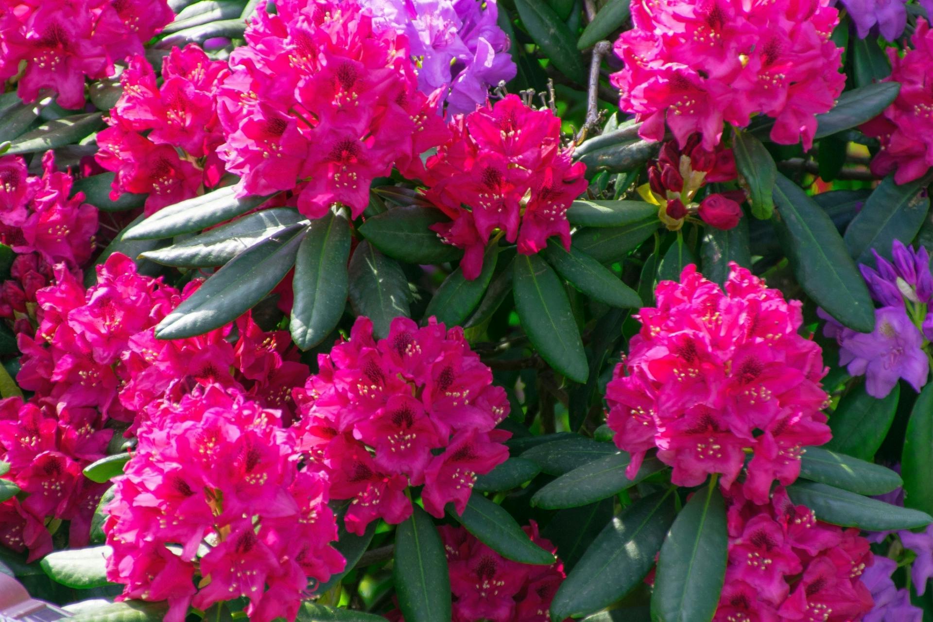 Paling Populer 24 Gambar Bunga  Bunga  Yang Bagus  Gambar 