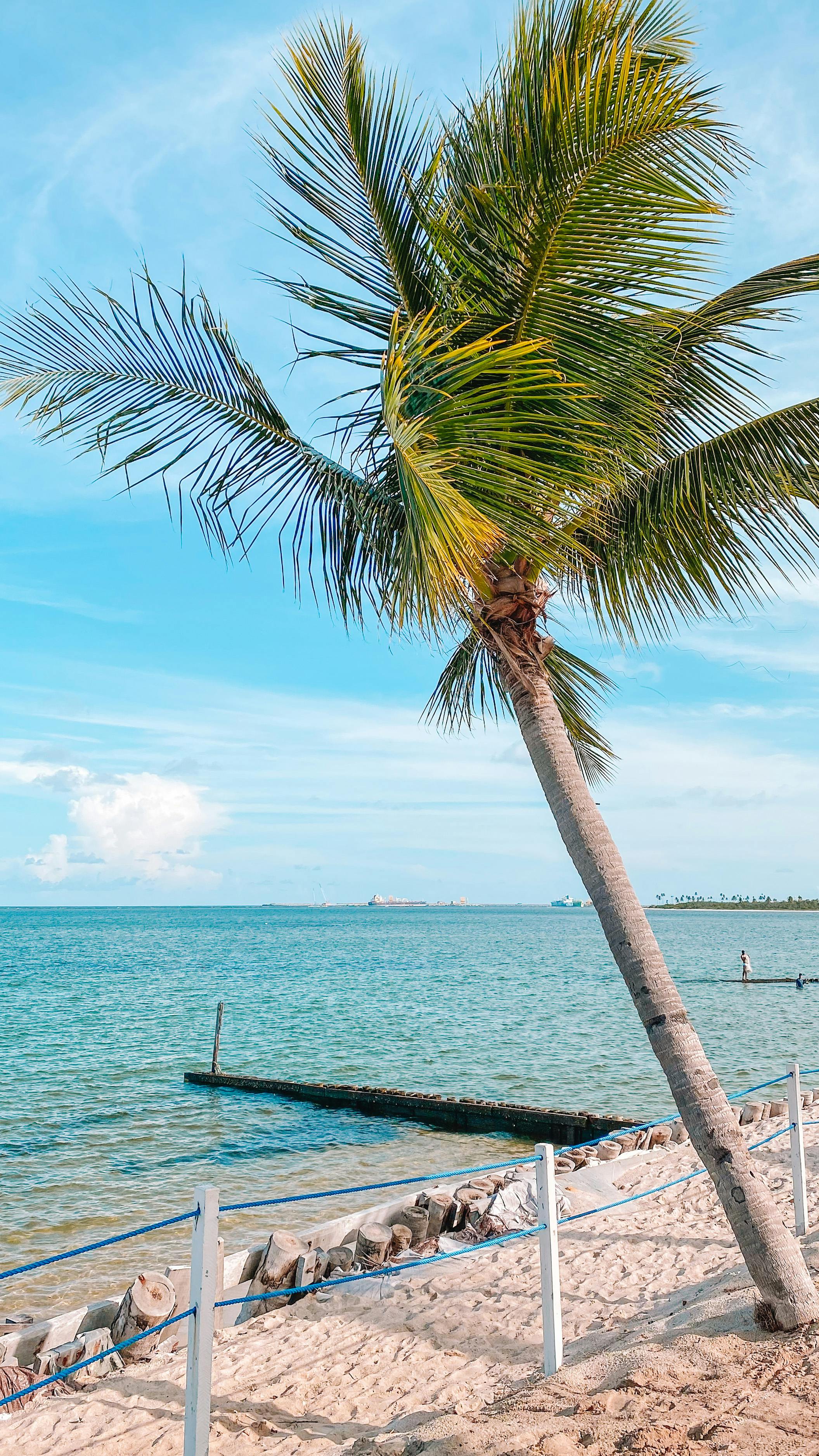 palm tree on shore
