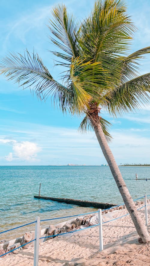 Palm Tree on Shore