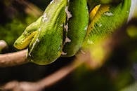 Green and Yellow Snake on Brown Tree Branch