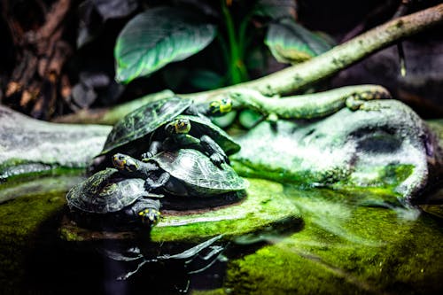 Gratis Foto stok gratis fotografi binatang, hewan reptil, kebun binatang Foto Stok