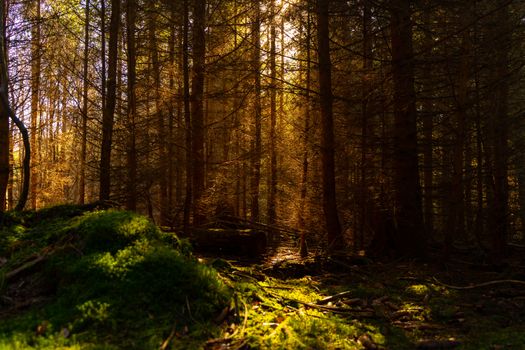 Serene autumn forest with sun rays illuminating mossy ground and leafless trees.