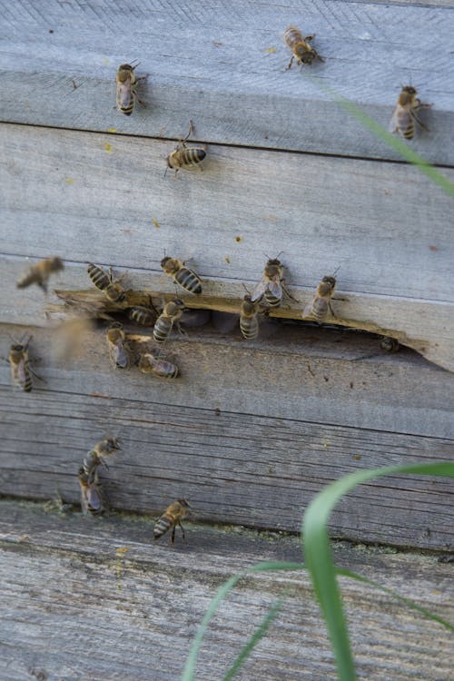 Ilmainen kuvapankkikuva tunnisteilla hyönteiset, mehiläiset, puu