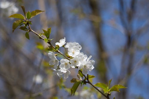 White Cherry Blossom in Bloom
