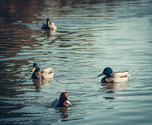 Ducks on Body of Water