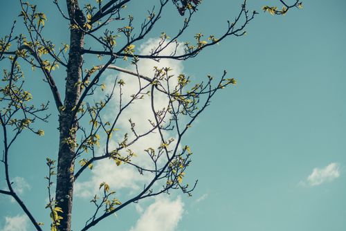 Free A beautiful tree with budding leaves set against a clear blue sky, capturing nature's charm. Stock Photo