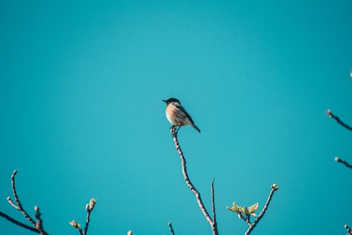 Free Close-up of a bird perched on a tree branch with a vivid blue sky background. Ideal for nature themes. Stock Photo