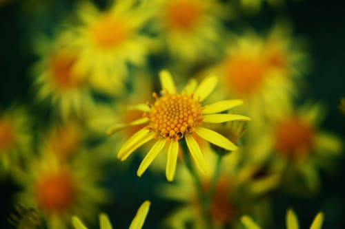 Kostenlos Gelbe Und Orange Blütenblattblume Stock-Foto