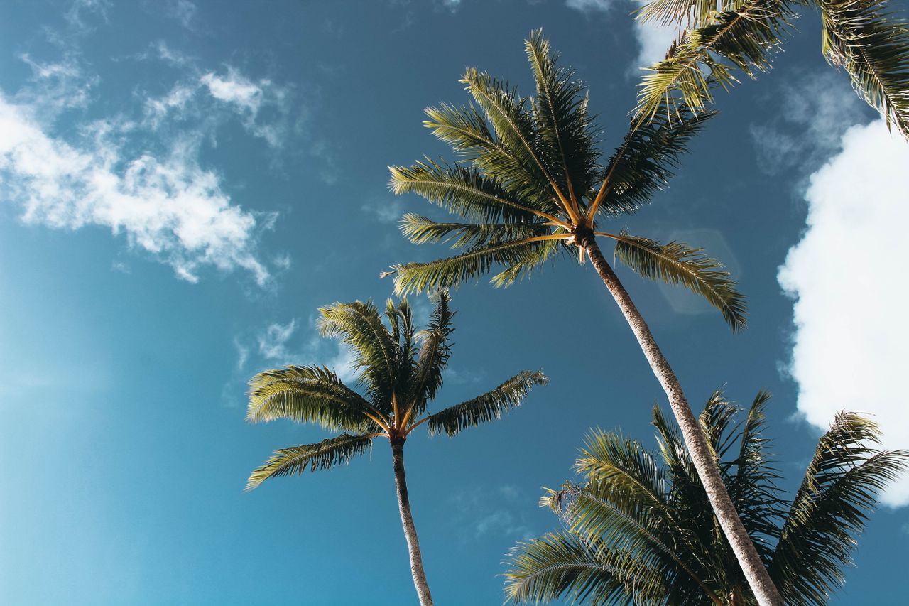 low angle shot of palm trees under a bright blue sky on a sunny day pe