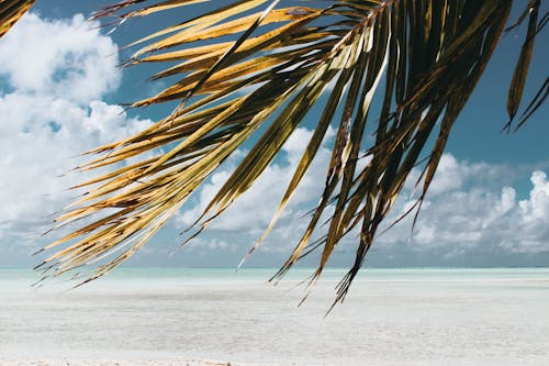 Green Coconut Tree Leaves Under Blue and White Sky