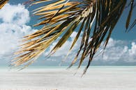 法属波利尼西亚的海滩阳光明媚，棕榈叶摇曳