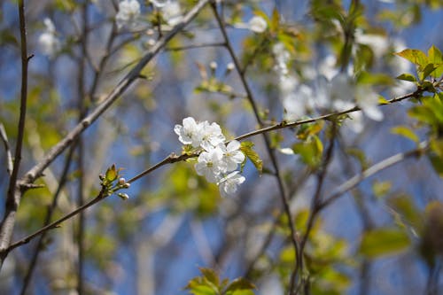 Photo of White Flowers