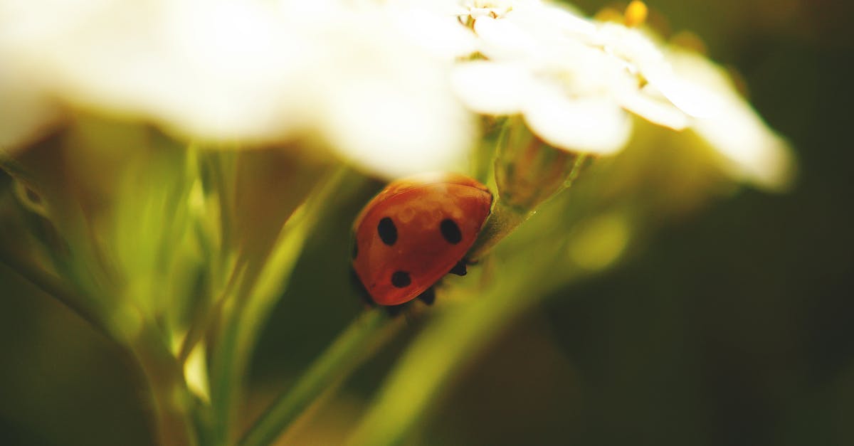 Red Ladybug on Green Flower Stem