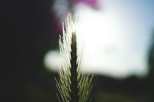Macro shot of a single green wheat spike backlit by sunlight, symbolizing growth and nature.