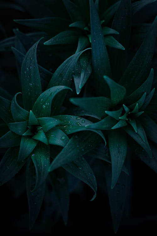 Foto d'estoc gratuïta de fulles de color verd fosc, verd fosc