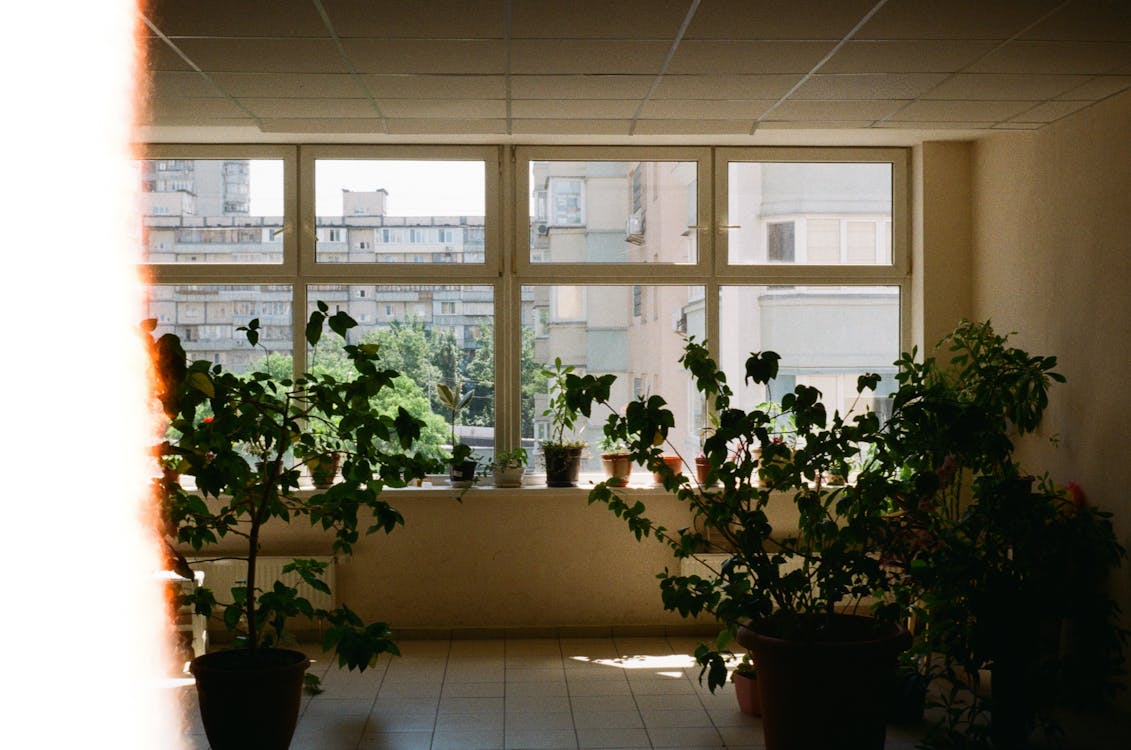 windows covered with potted plants showing a view outside 