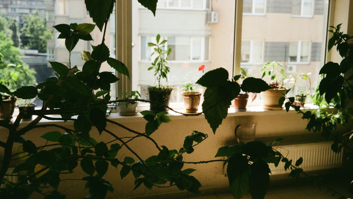 Plantes dintérieur adaptées aux petits espaces - illustration