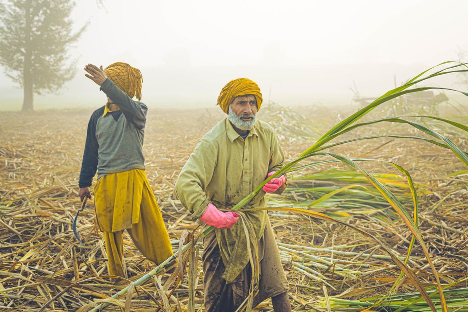 Farmers harvesting crops in a field
