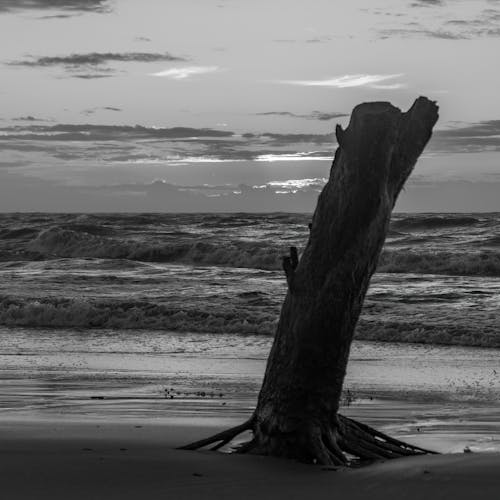 Free Grayscale Photography of Wood Log on Beach Stock Photo