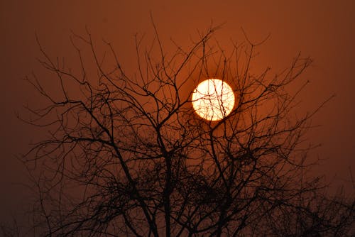 Foto profissional grátis de arrepiante, árvore nua, céu