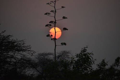 Tree Silhouette on Sunset